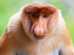 Conoce a los monos más grandes del planeta.