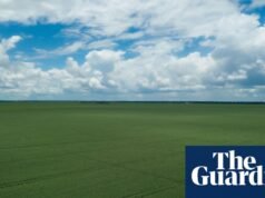 Por qué la dependencia de las granjas avícolas de la soja importada barata es un negocio arriesgado | Agricultura