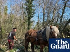 Diario de campaña: Es un trabajo duro para las bestias pesadas | Ambiente