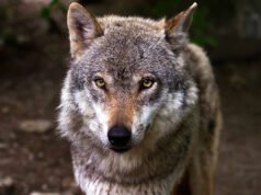 El segundo presunto envenenamiento masivo por parte de lobos lleva a las autoridades a desalentar la aplicación de la justicia “hágalo usted mismo” contra los animales.