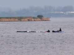Un nuevo intento por liberar a una ballena varada en las costas de Alemania