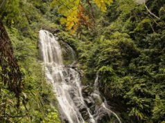 Los científicos descubren especies de marsupiales que se creían extintas desde hacía 6.000 años: “Notable”