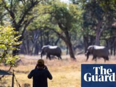 Una prohibición de la caza de trofeos perjudicaría la conservación, no la ayudaría | Caza