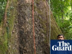 Experiencia: Subí al árbol tropical más grande del mundo | vida y estilo