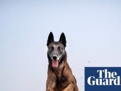 Propietarios de mascotas: ¿Han utilizado un rastreador de actividad física para mascotas? | Mascotas