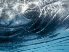 ¿Pueden las bolsas inflables salvar a la ballena Timmy?