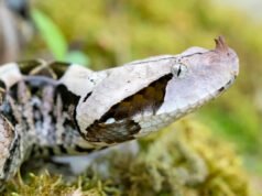 La cámara lenta revela lo que es invisible a simple vista: el ataque de la víbora de Gabón