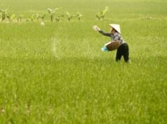 China refuerza las inspecciones fronterizas para las exportaciones de fertilizantes, dicen fuentes