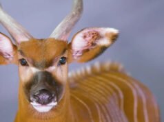 El Bongo oriental, el raro antílope de los bosques de Kenia, al borde del abismo