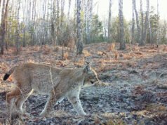 El paisaje radiactivo de Chernobyl es un testimonio de la resiliencia y el espíritu de supervivencia de la naturaleza.