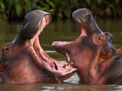 El hijo del multimillonario Ambani quiere salvar a los ‘hipopótamos de la cocaína’ de Escobar de la extinción en Colombia