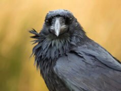 Los atrevidos cuervos que habitan el Mar Muerto