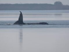 Se revisará el plan para rescatar ballenas varadas frente a las costas alemanas