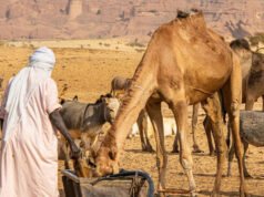 Al menos 42 muertos en Chad tras intensificarse el conflicto por un pozo de agua