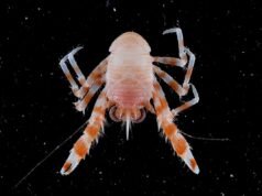 Más de 110 nuevas especies descubiertas en aguas profundas frente a Australia