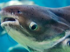El bagre gigante del Mekong más grande jamás capturado era tan grande como un oso grizzly