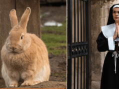 Monjas españolas luchan por preservar raza de conejo gigante en peligro de extinción