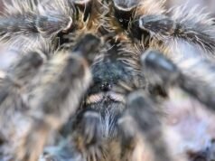 Una mujer deja 20 tarántulas en un tren alemán