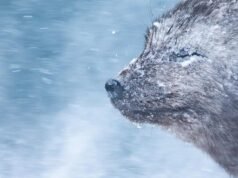 Con fuertes vientos de -22°C, este fotógrafo capturó un impresionante retrato de un zorro ártico utilizando la cámara DSLR profesional de fotograma completo de Canon.