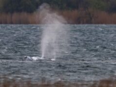 La ballena Timmy vuelve a detenerse frente a las costas de Alemania tras un breve intento de libertad