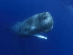 Los científicos finalmente capturan a los cachalotes dándose cabezazos ante la cámara