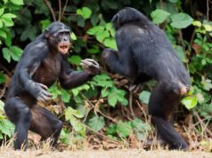 Los chimpancés salvajes están librando una ‘guerra civil’ mortal en medio de una división grupal masiva, y los científicos no saben por qué