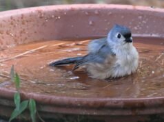 Los pájaros acudirán en masa a tu bebedero para pájaros cuando plantes estas dos flores a su alrededor.