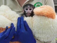 Un mono bebé del zoológico abandonado por su madre se hace amigo de un perro de peluche Semanas después del golpe, el mono se vuelve viral por su amigo de peluche