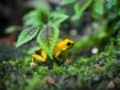 Esta pequeña rana de color amarillo brillante es uno de los animales más venenosos del planeta.