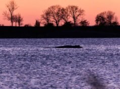 Una ballena enferma permanece varada frente a las costas alemanas debido a la escasez de agua