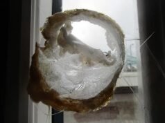 Los reclusos de una prisión afectada por la crisis “se sientan en sus celdas, miran la televisión durante el día y consumen drogas introducidas de contrabando por bandas que hacen volar drones a través de ventanas rotas”.