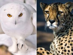 El guepardo, el tiburón martillo y otros 38 animales en peligro de extinción reciben nuevas protecciones internacionales de la ONU