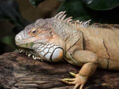 Descubrimiento de un reptil momificado de 289 millones de años: todo lo que necesitas saber