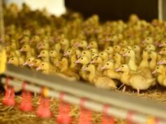 Patos retirados del santuario de animales después de un cuidado inadecuado