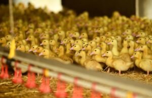 Patos retirados del santuario de animales después de un cuidado inadecuado