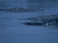 Vitrine Filmes España prepara la fábula fantástica “Sirenas” de Alexandra Latishev