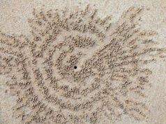 Pequeños cangrejos tallan espirales perfectas en la arena y luego desaparecen con la marea