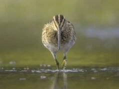 Las cámaras de una isla oculta capturan por primera vez especies raras de Tasmania