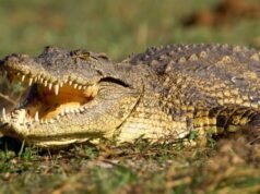 La ‘Lucy Hunter’ recientemente identificada era un cocodrilo de 15 pies escondido en la antigua Etiopía