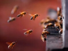 Por qué las abejas están apareciendo antes que nunca y qué significa para su jardín