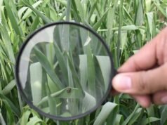 Levi apoya una campaña de regeneración de tres años en la región algodonera de Pakistán