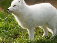 El zorro ártico parece un diente de león y no deja de ulular y gritar