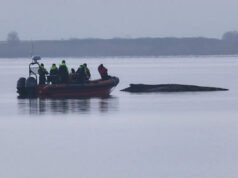 Los rescatistas pierden la esperanza por la ballena jorobada varada en el Mar Báltico