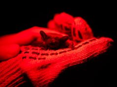 Después de un duro invierno, los ucranianos se reencuentran alegremente con los murciélagos salvados de la guerra