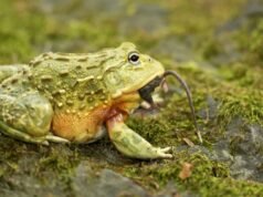 Cómo una rana toro africana agotó un boomslang mortal mientras apenas se movía