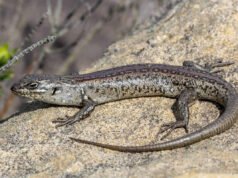 El reptil más raro de Australia estuvo mal identificado durante 25 años y casi desapareció