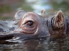 El ascenso y la caída de los infames ‘hipopótamos de la cocaína’ de Colombia