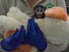 Conoce a Yuji, el bebé mono mexicano que encuentra consuelo en un compañero de peluche