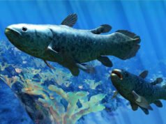 El pez que hizo llorar a los científicos