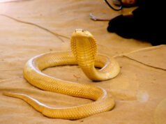 Una cobra, varias ardillas y una mangosta provocaron un enfrentamiento salvaje